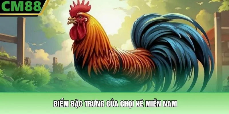 Đá Gà Miền Nam – Đấu Trường Rực Lửa Hấp Dẫn Tại CM88 2 Điểm đặc trưng của chọi kê miền Nam